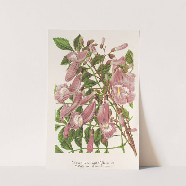 Jacaranda digitaliflora by Charles Antoine Lemaire