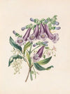 Jacaranda, Tormantosa And Arbutus