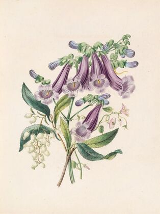 Jacaranda, Tormantosa And Arbutus