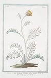 Jacea Cretica, laciniata artgentea, flore parvo – Seretta – La Serrette. (Knapweed or Saw-wort from Crete)