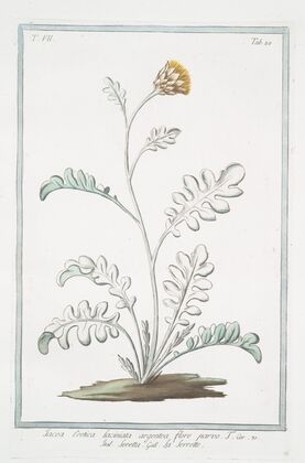 Jacea Cretica, laciniata artgentea, flore parvo – Seretta – La Serrette. (Knapweed or Saw-wort from Crete)
