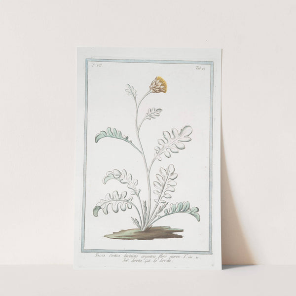 Jacea Cretica, laciniata artgentea, flore parvo - Seretta - La Serrette. (Knapweed or Saw-wort from Crete) by Giorgio Bonelli