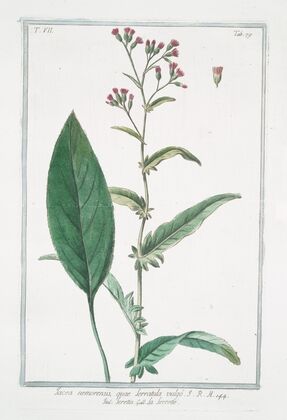 Jacea nemorensis, quae serratula vulgo – Seretta – La Serette. (Knap weed, Saw-wort)