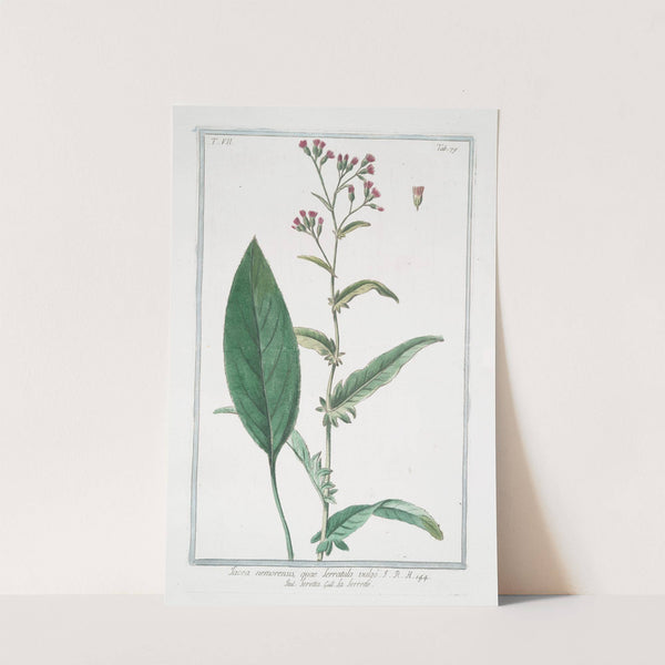 Jacea nemorensis, quae serratula vulgo - Seretta - La Serette. (Knap weed, Saw-wort) by Giorgio Bonelli