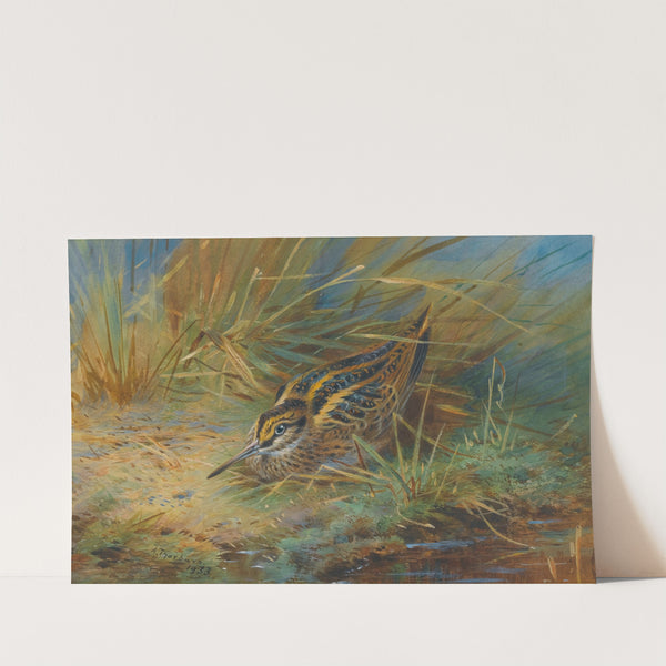 Jack Snipe (1933) by Archibald Thorburn