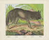 Jackal (1829-1880)