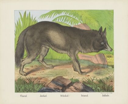Jackal (1829-1880)