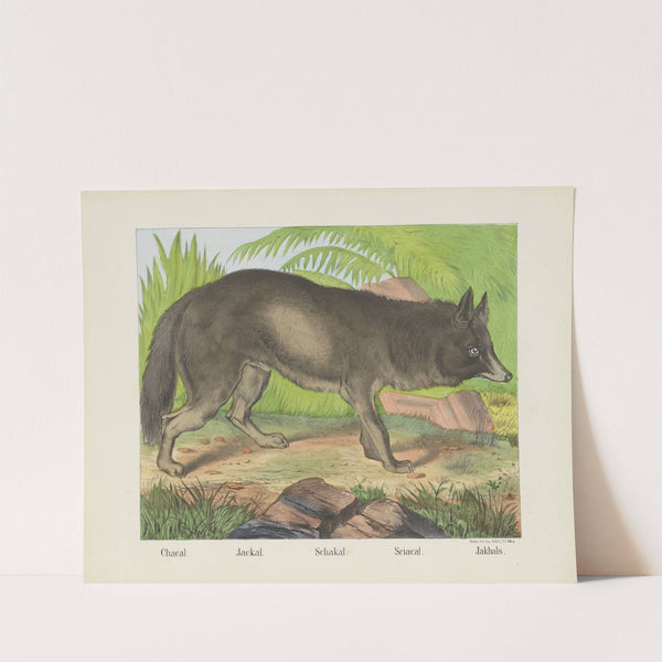 Jackal (1829-1880) by Joseph Scholz