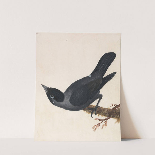 Jackdaw by William Lewin