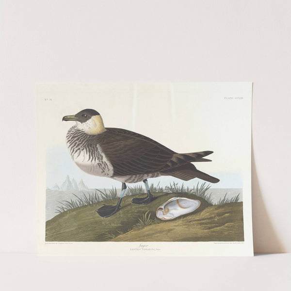 Jager by John James Audubon