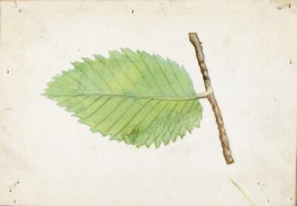 Jagged Leaf Edge Caterpillar