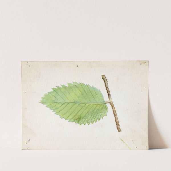 Jagged Leaf Edge Caterpillar by Emma Beach Thayer