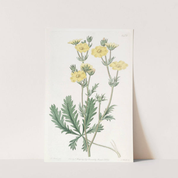 Jagged-leaved Cinquefoil by Sydenham Edwards