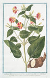 Jalapa, flore ex purpureo, et lutes mixto – Gelsomino della notte – Belle de nuit a fléur panachéé de jaune et de purpurin