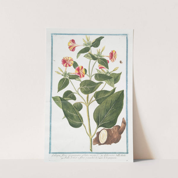 Jalapa, flore ex purpureo, et lutes mixto - Gelsomino della notte - Belle de nuit a fléur panachéé de jaune et de purpurin by Giorgio Bonelli