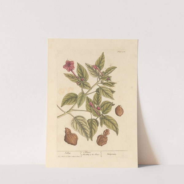 Jallap by Elizabeth Blackwell