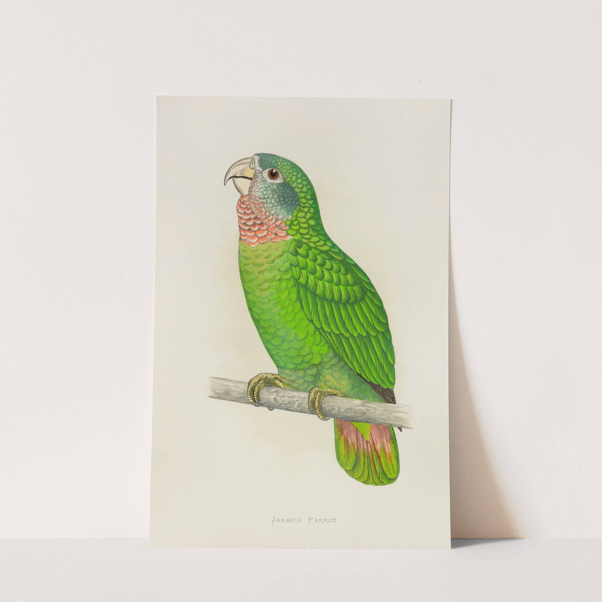 Jamaica Parrot, or White-Fronted Amazon (1884-1887) by Alexander Francis Lydon