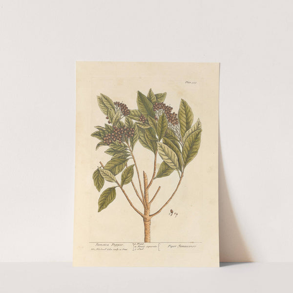 Jamaica pepper by Elizabeth Blackwell