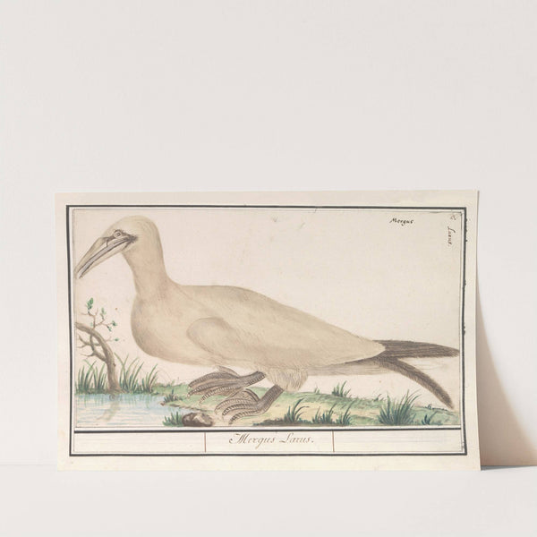 Jan-van-gent (Morus bassanus of Sula bassana) (1596-1610) by Anselmus Boëtius de Boodt