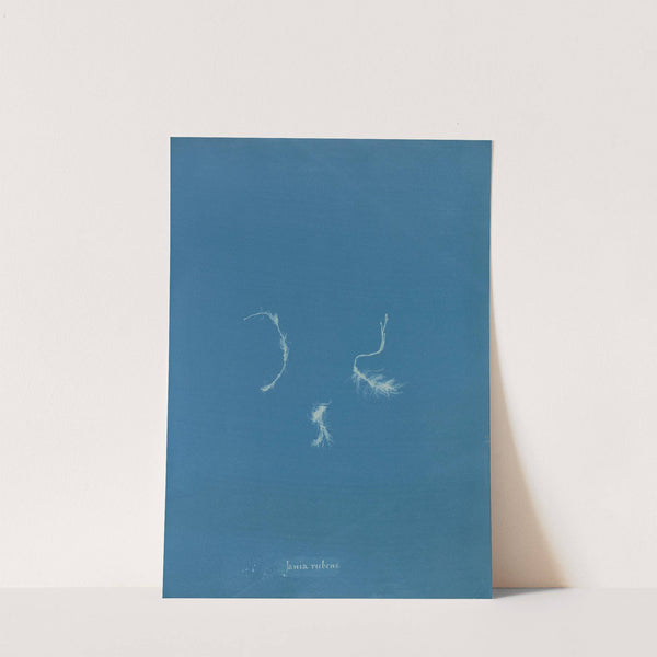 Jania rubens by Anna Atkins