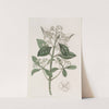 Japan Euonymus by Sydenham Edwards