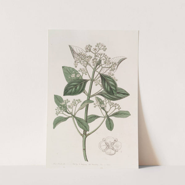 Japan Euonymus by Sydenham Edwards