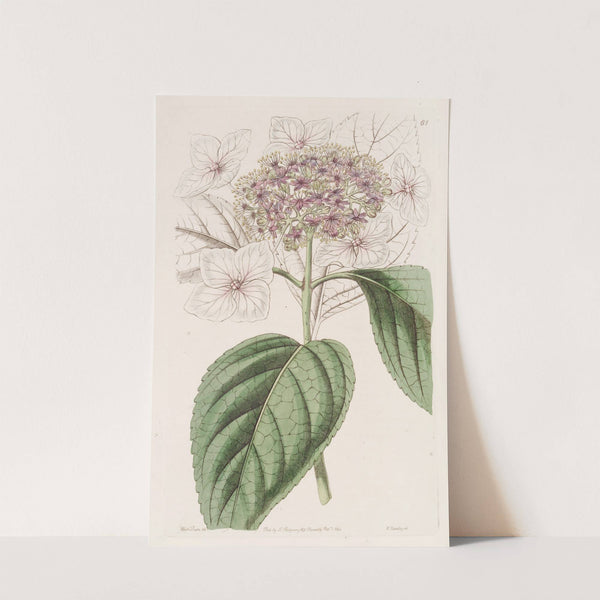 Japan Hydrangea by Sydenham Edwards