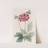 Japanese Anemone by Sydenham Edwards