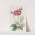 Japanese Anemone by Sydenham Edwards