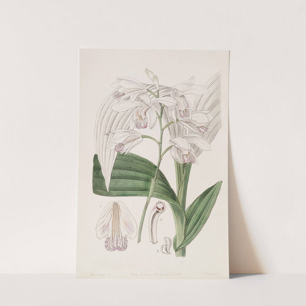 Japanese Bletia by Sydenham Edwards