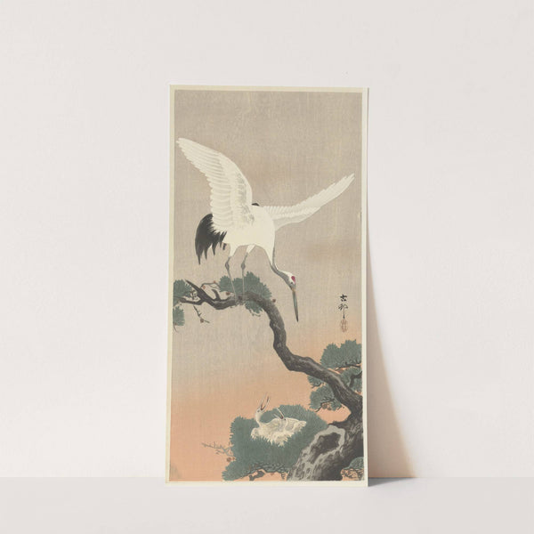 Japanese common crane on branch of pine by Ohara Koson
