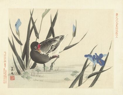 Japanese iris and common moorhen (1892)