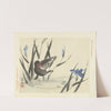 Japanese iris and common moorhen (1892) by Matsumura Keibun