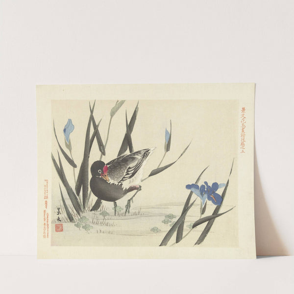Japanese iris and common moorhen (1892) by Matsumura Keibun