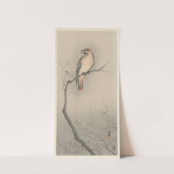 Japanese waxwing on branch by Ohara Koson
