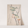 Japanese White-eyes on a Branch of Peach Tree (ca. 1805–10) by Kubo Shunman