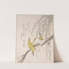 Japanese White-eyes with Plum Tree and Willow, from Spring Rain Surimono Album (Harusame surimono-jō, vol. 3) (ca. 1810) by Kubo Shunman