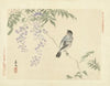 Japanese wisteria and Eurasian bullfinch (1892)