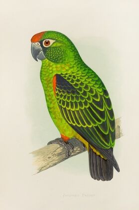 Jardine’s Parrot (1884-1887)