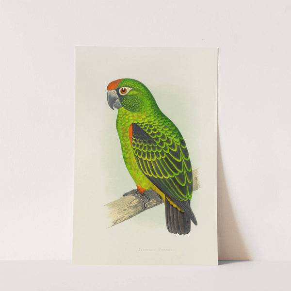 Jardine’s Parrot (1884-1887) by Alexander Francis Lydon