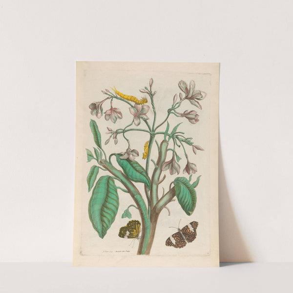 Jasmin des Indes (1719) by Maria Sibylla Merian