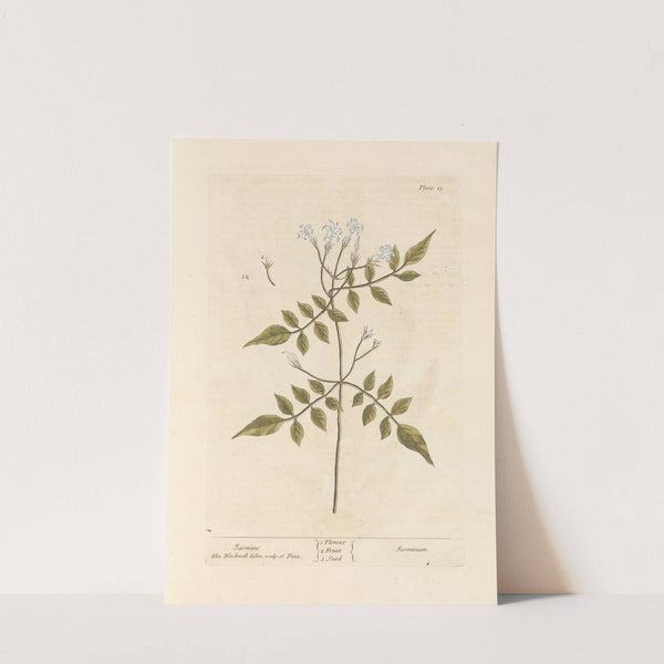 Jasmine by Elizabeth Blackwell