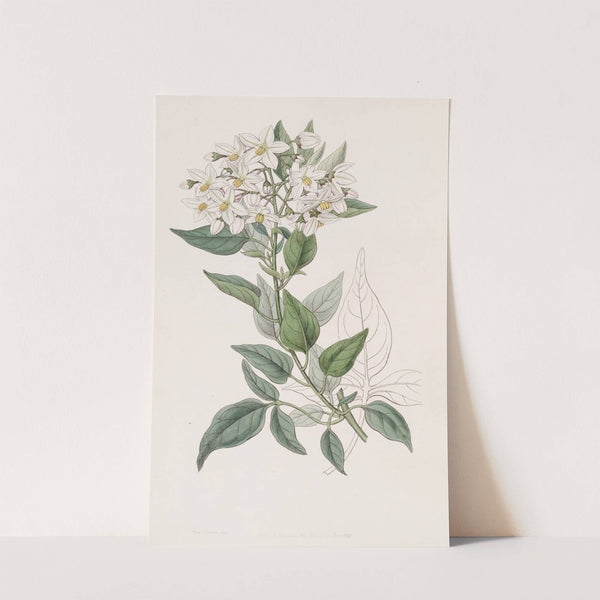 Jasmine-leaved Bittersweet by Sydenham Edwards