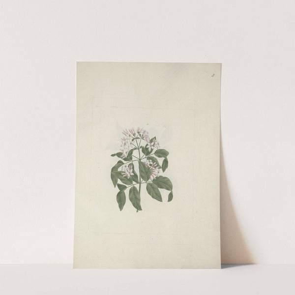 Jasminum abyssinicum DC. (Ethiopian Jasmine) by Luigi Balugani