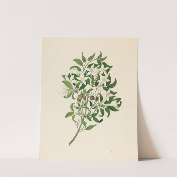 Jasminum angulare by Clemenz Heinrich Wehdemann