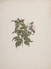 Jasminum dichotomun Vahl (African jasmine)