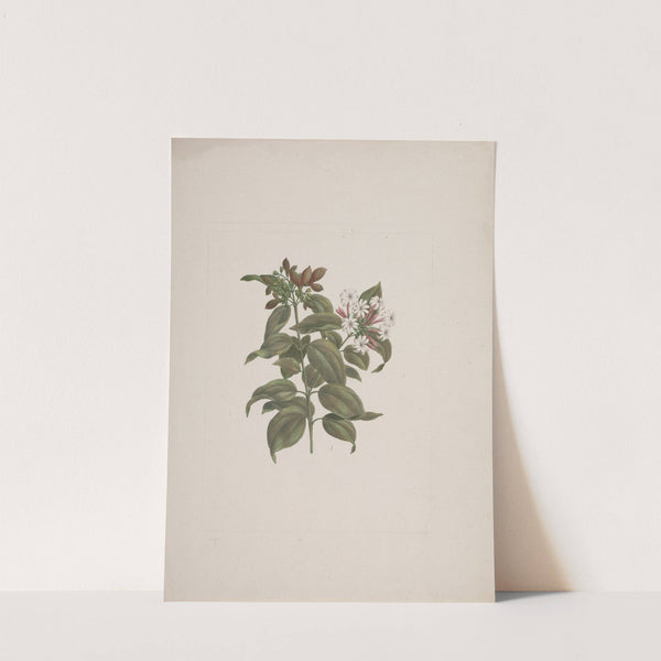 Jasminum dichotomun Vahl (African jasmine) by Luigi Balugani