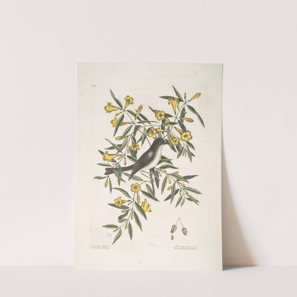Jasminum luteum,The yellow Jessamy; Muscicapa nigrescens, The Blackcap Flycatcher. by Mark Catesby
