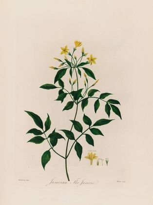 Jasminum, The Jasmine (1799–1810)