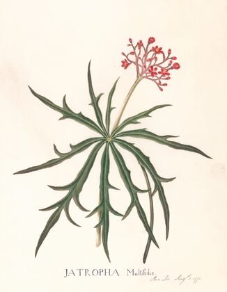 Jatropha Multifidis